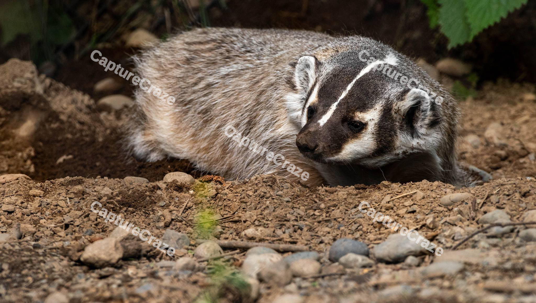 American Badger